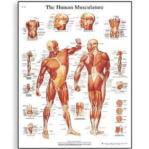 3B Scientific VR1118UU Glossy Paper Human Muscle Anatomical Chart 