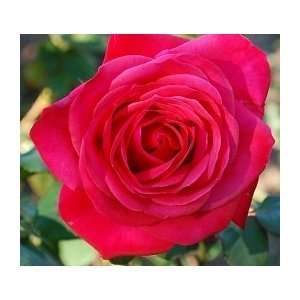  Comanche Rose Seeds Packet: Patio, Lawn & Garden