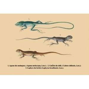  Exclusive By Buyenlarge Agame des Moluques 24x36 Giclee 