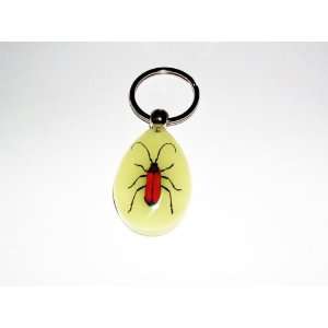  Glow in the dark Real Insect Keychain (YK0912) Everything 