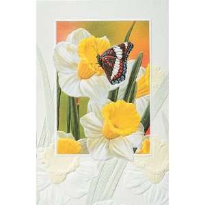  White Admiral Butterfly Bday Cards Patio, Lawn & Garden