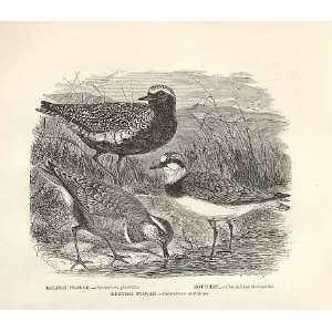  Golden Plover, Dotterel, Kentish Plover Bird 1862