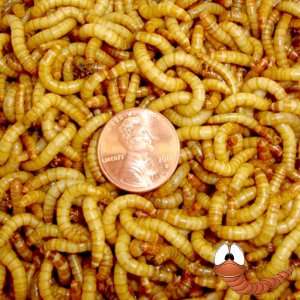  10,000ct Live Mealworms Live Pet Food & Bait: Pet Supplies