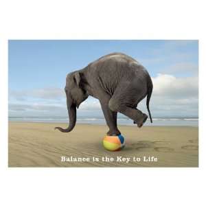 Humour Posters Balance Is The Key To Life   Elephant On Ball Poster 