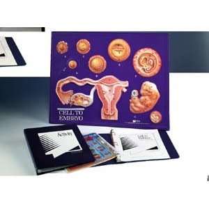  Cell To Embryo Model Activity Set: Office Products