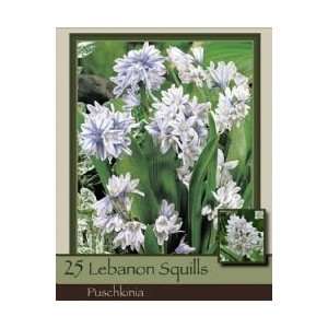  Lebanon Squills Pack of 25 Bulbs Patio, Lawn & Garden