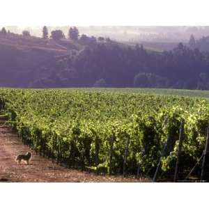 Dog in Knutsen Vineyard, Willamette Valley, Oregon, USA Premium 