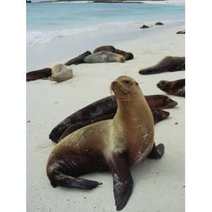  Galapagos Sea Lions Sun Themselves on a White Sand Beach 