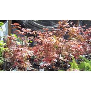  1 Gallon Japanese Red Maple Bloodgood Tree Plant Live 1 