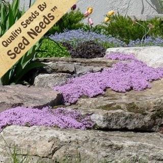 1,000 Seeds, Creeping Thyme Mother of Thyme (Thymus serpyllum) Seeds 