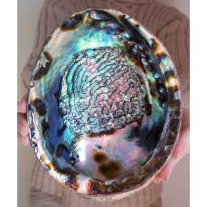  LARGE Paua Green Abalone Seashell Smudging Sea Shell 