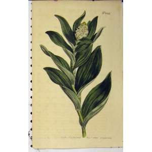  1807 Hand Coloured Flower Edwards Curtis Sansom N.1043 