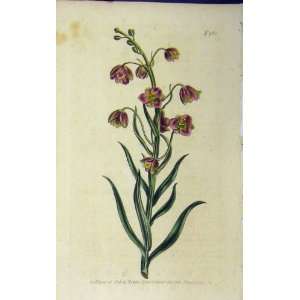   1806 Hand Coloured Flower Curtis Edwards Sansom N.962
