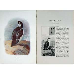  1901 Swaysland Wild Birds Little Auk Common Rotche
