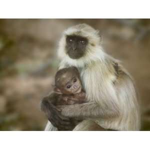  Black Face Langur Mother and Baby, Ranthambore National 