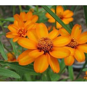   : Star Bright Orange Zinnia   4 Plants   Annual: Patio, Lawn & Garden