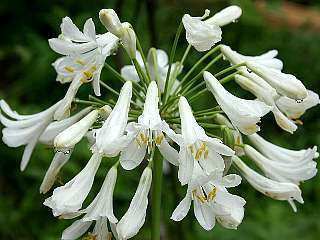 White African Lily ofthe Nile AGAPANTHUS 25 Seeds  