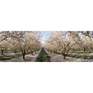 Almond Trees in an Orchard, Central Valley, California, USA Premium 
