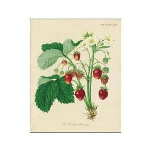  Roseberry Strawberry    Print