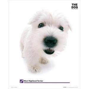  Dog   West Highland Terrier    Print: Home & Kitchen