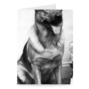  Alsatian dog   Greeting Card (Pack of 2)   7x5 inch 