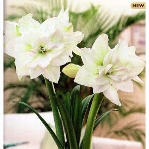  White Nymph Amaryllis Bulb   Double Flowering