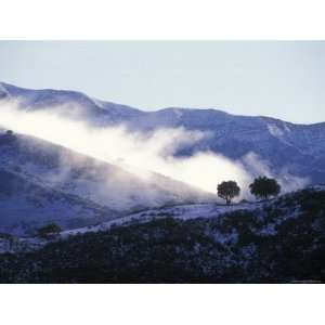 Snow Covered Santa Ynez Mountains and Backlit Oak Trees, California 