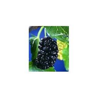 Black Mulberry (Morus Nigra) Edible, Hardy & Adaptable   15 Tree Seeds