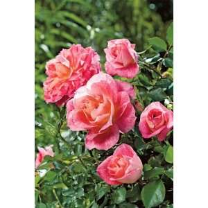  Lovestruck (Rosa Floribunda)   Bare Root Rose Patio, Lawn 