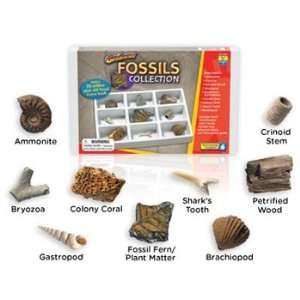   Geosafari Fossils Collection By Educational Insights Toys & Games