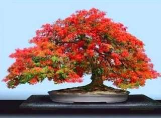 Delonix regia BONSAI albero del fuoco prebonsai fiori  