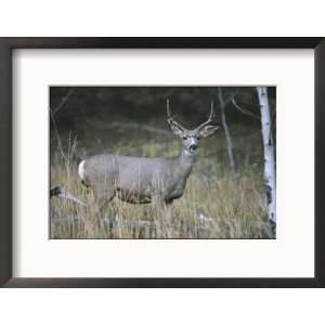 A Large Antlered White Tailed Deer Pauses at the Edge of a 