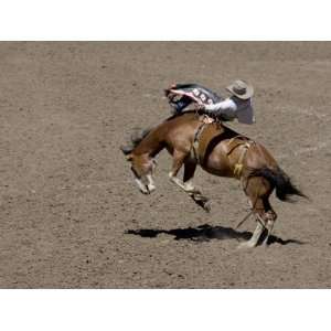  Rodeo Rider Is Thrown from a Bucking Horse Photographic 