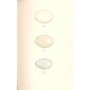  3 H/C Meyer Bird Eggs 1842 Grebe