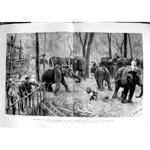   Prince Albert Victor India Elephant Hunting Mysore: Home & Kitchen