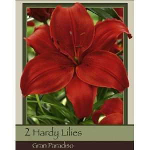  Gran Paradiso Lily Pack of 2 Bulbs Patio, Lawn & Garden