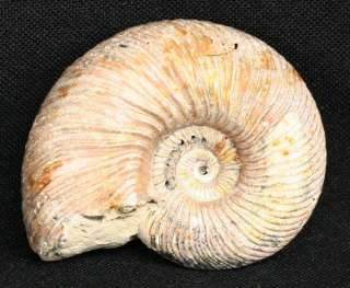 Fossil Ammonite Quenstedtoceras Iridescent p104  