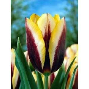    Gavota Triumph Tulip 10 Bulbs   Easy to grow Patio, Lawn & Garden