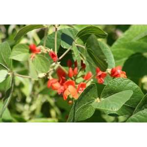  Scarlett Runner Bean   20 Seeds Patio, Lawn & Garden