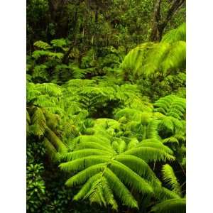 Lush tropical greenery in Hawaii Volcanoes National Park, Big Island 