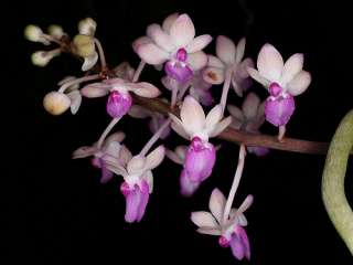 Rare orchid species seedling   Seidenfadenia Mitrata  