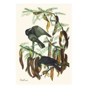  Fish Crow by John James Audubon, 18x24: Home & Kitchen