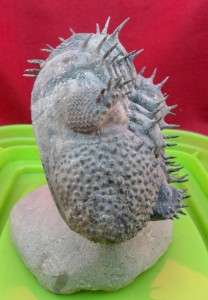 100% NATURAL DROTOPS ARMATUS FOSSIL TRILOBITE.MOROCCO. PERFECT 