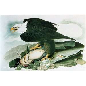  The Bald Headed Eagle from Birds of America