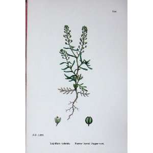  Botany Plants C1902 Narrow Leaved Pepper Wort Lepidium 