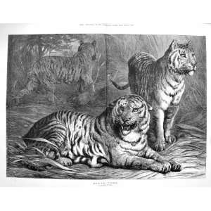  1876 Royal Game Tigers Wild Cats Animals Goddard Print 