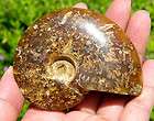 Cretaceous Baculite Ammonite Ammolite Montana Fossil  