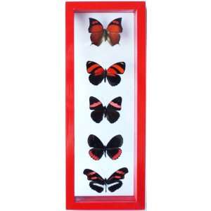 Five Framed Red Butterflies From Peru Mounted in Double Sided Glass 