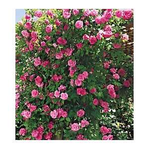  Zephirine Drouhin Antique Climbing Rose: Patio, Lawn 