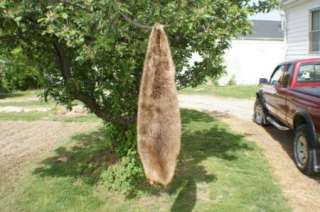 Super big 40 + cased beaver skin tanned trapper hide  